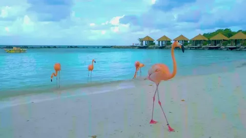 Why Travelers Prefer Flamingo Travels Ahmedabad for Budget-Friendly Dubai Tour Packages in 2026