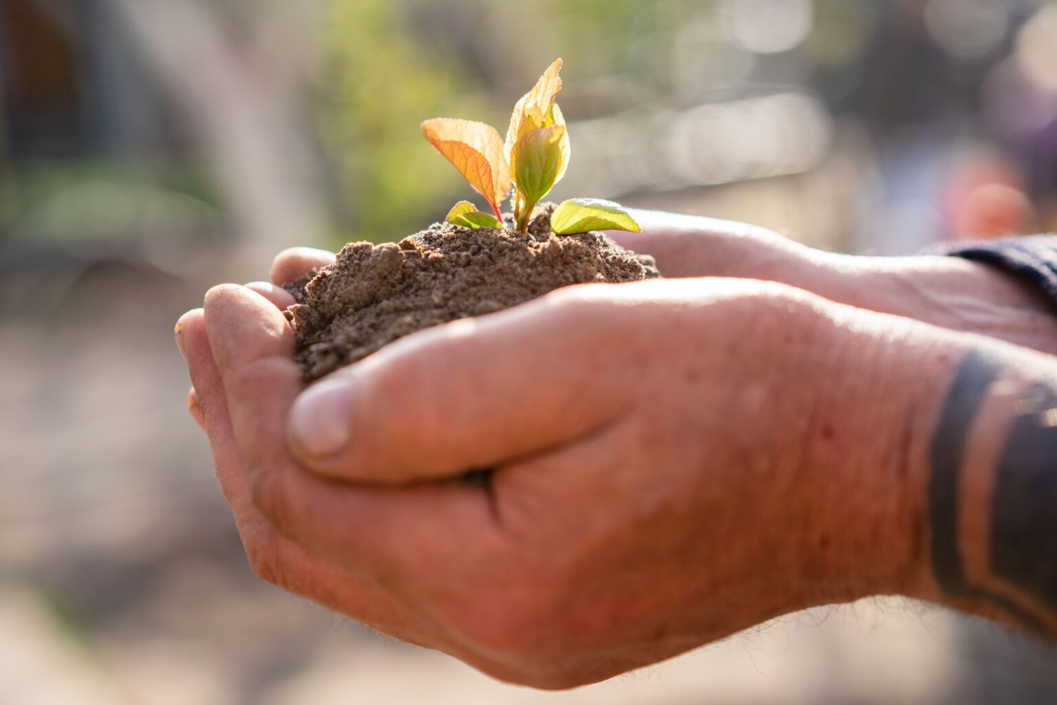 Planting a Tree With Cremation Ashes as a Living Memorial